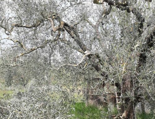 Mignolatura – il ciclo di maturazione della pianta dell’ulivo